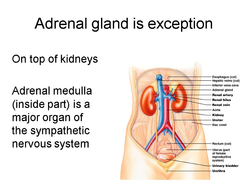 19 Adrenal gland is exception  On top of kidneys   Adrenal medulla